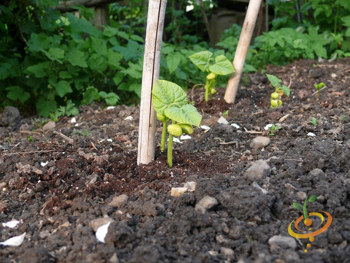 Kentucky Wonder pole bean with white seeds, climbing plant with green pods, grown by SeedsNow.