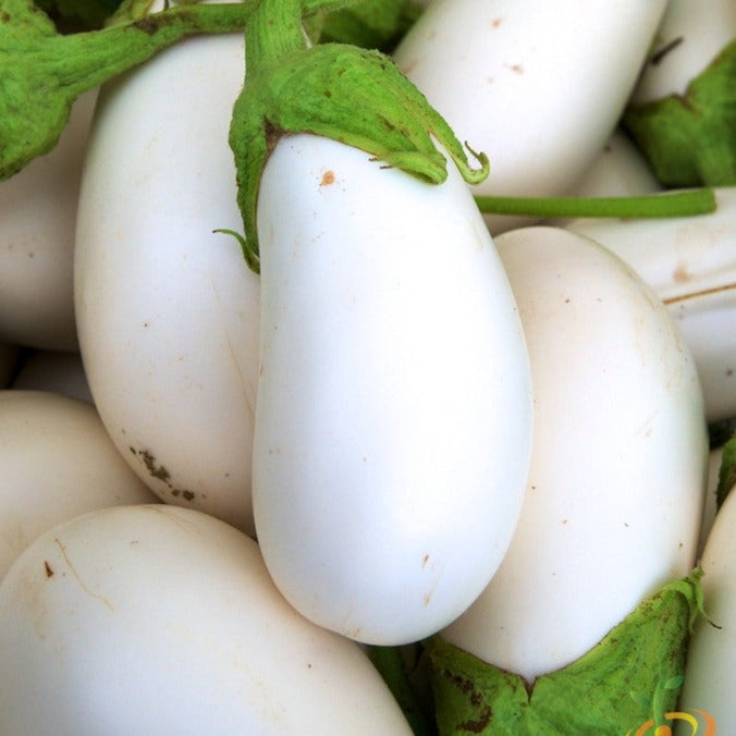 Close-up of white heirloom eggplants with green stems, smooth ivory skin, and early fruit production
