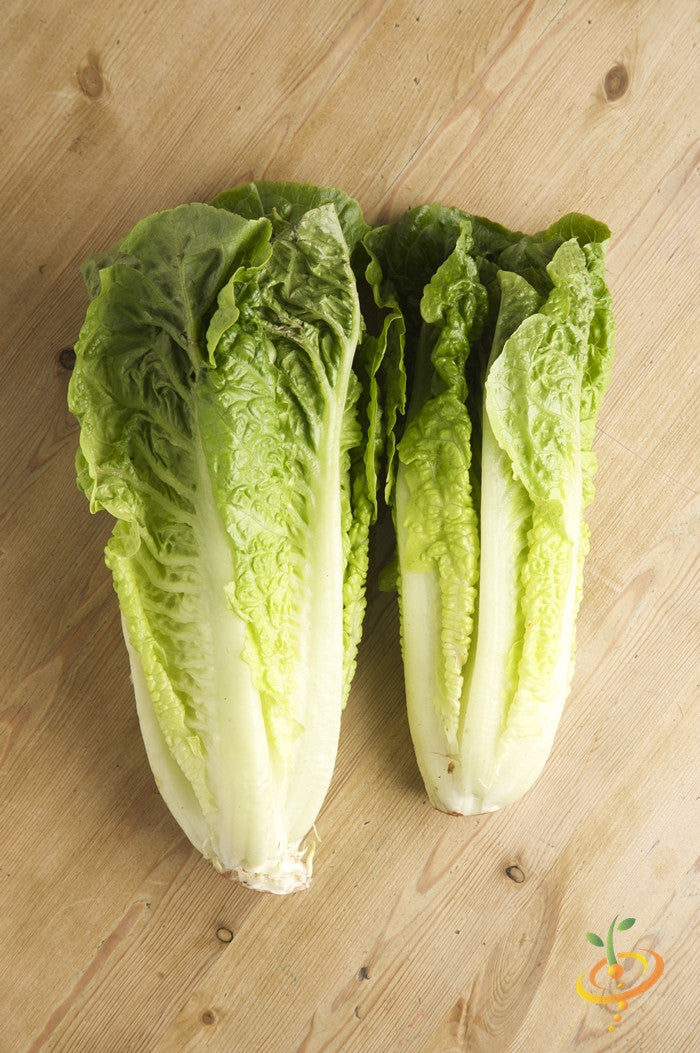 Fresh Romaine lettuce from SeedsNow, classic Paris Island Cos variety, with vibrant green leaves in a natural garden setting.