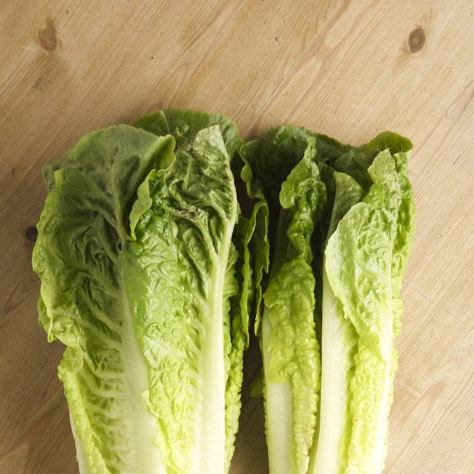 Fresh Romaine lettuce from SeedsNow, Paris Island Cos variety, vibrant green leaves, ideal for salads and healthy meals.