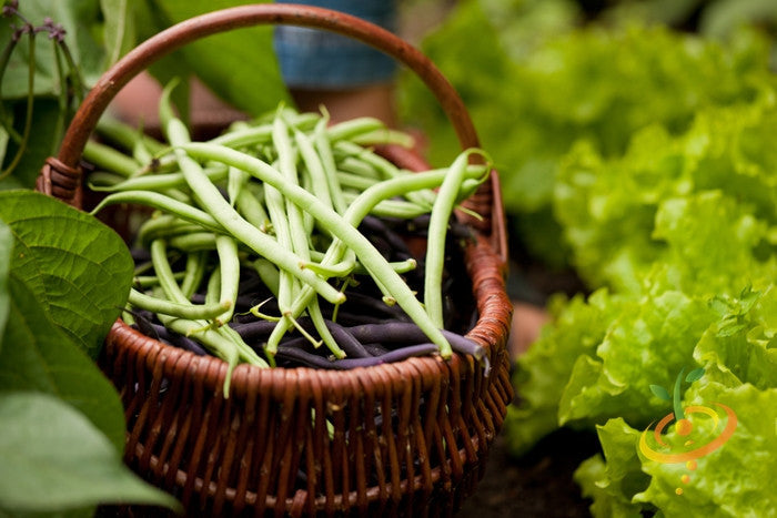 Bush bean plant from SeedsNow, showcasing green, healthy bean pods growing on a bushy plant ready for harvest.