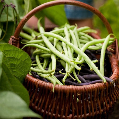 Top Crop Bush Bean seeds for sale in the USA! All-American Selections (AAS) winner. Find USA-quality heirloom organic non-GMO seeds to plant in your organic garden!