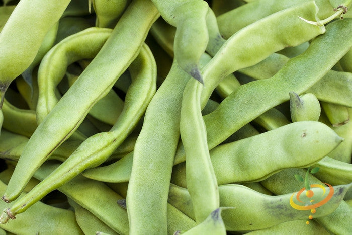 Close-up of fresh Romano Pole Bean pods showing their flat, wide, stringless green pods