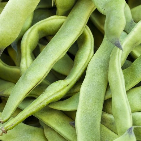Romano Pole Beans online in the USA. Grow a traditional Italian heirloom that produces flavorful, stringless pods. USA-quality heirloom organic non-GMO seeds!