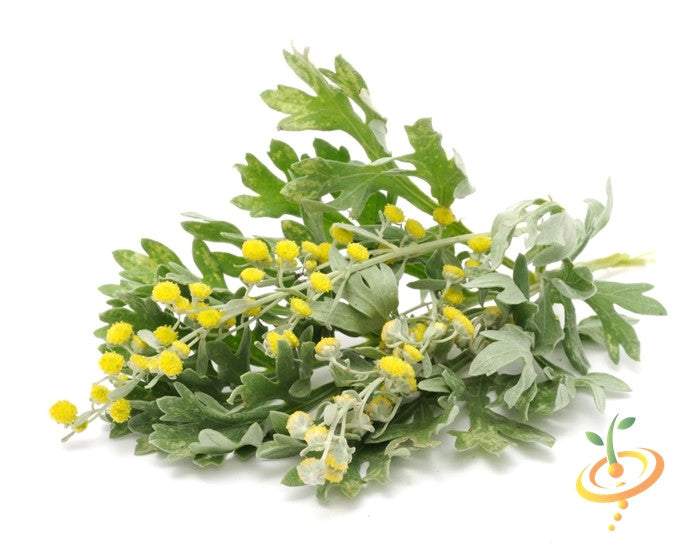 Fresh wormwood leaves and yellow flower buds on white background, Artemisia absinthium herb