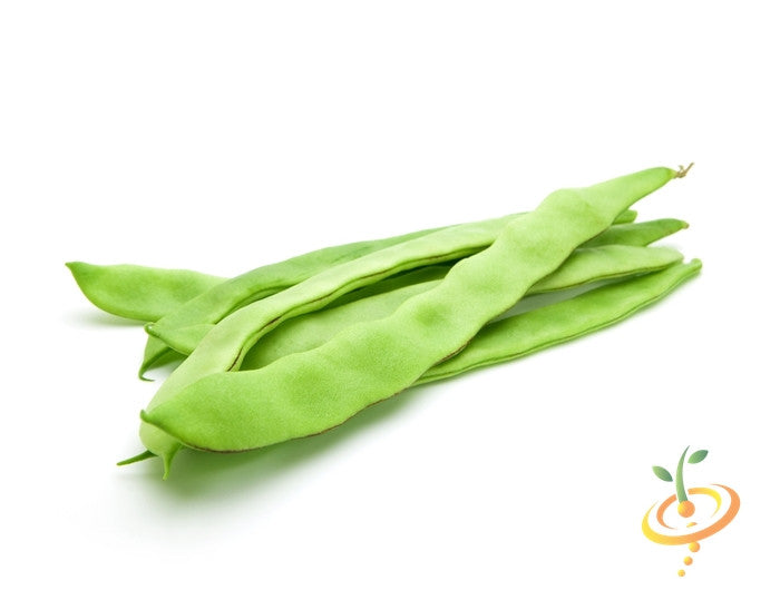 Romano Pole Bean green flat stringless pods on white background