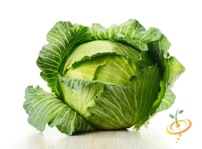 Fresh green cabbage head from Copenhagen seeds by SeedsNow, shown in a natural outdoor setting.