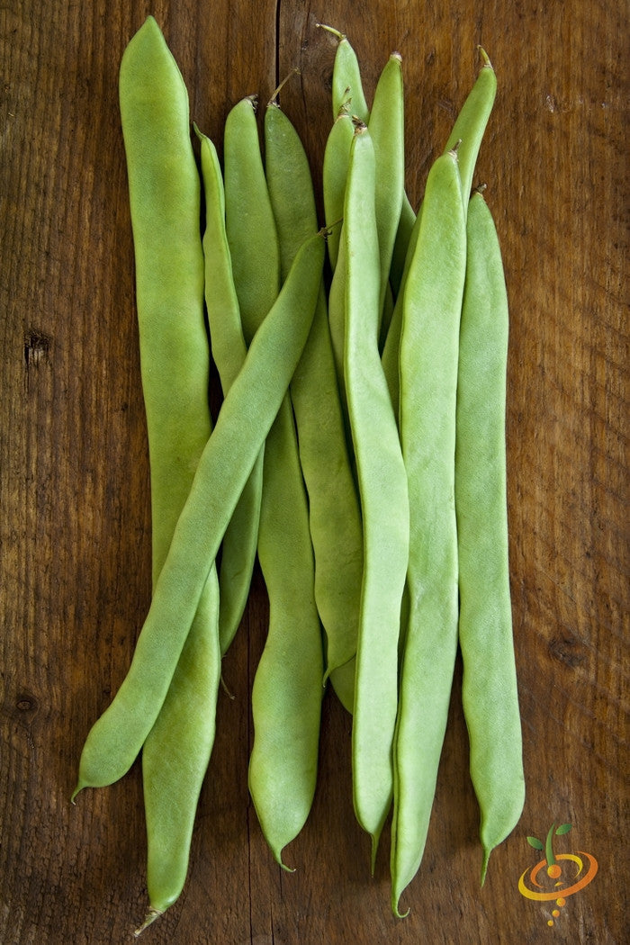 Fresh Romano Pole Bean pods on wooden surface showcasing flat, stringless green beans ideal for gardening and cooking