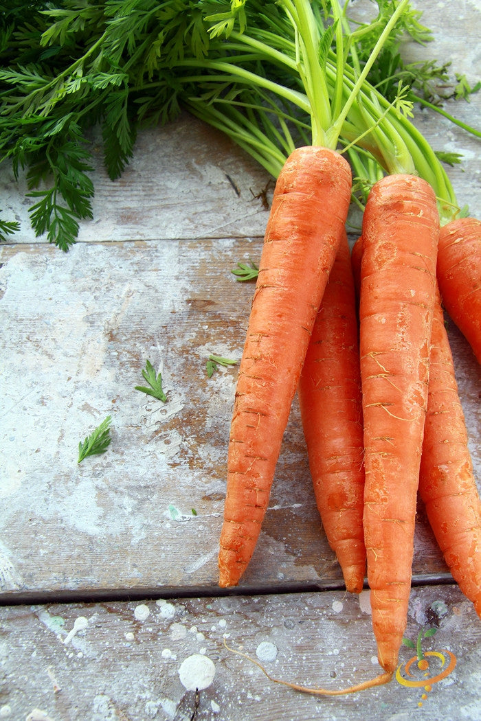 Danvers carrot seeds from SeedsNow, 7-inch long variety, with fresh orange carrot seeds shown against a plain background.