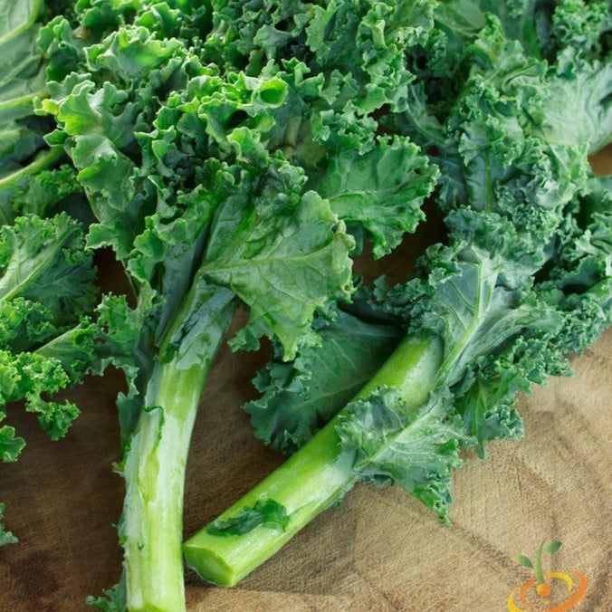 Fresh Blue Curled Scotch kale leaves with blue-green curled edges on wooden surface