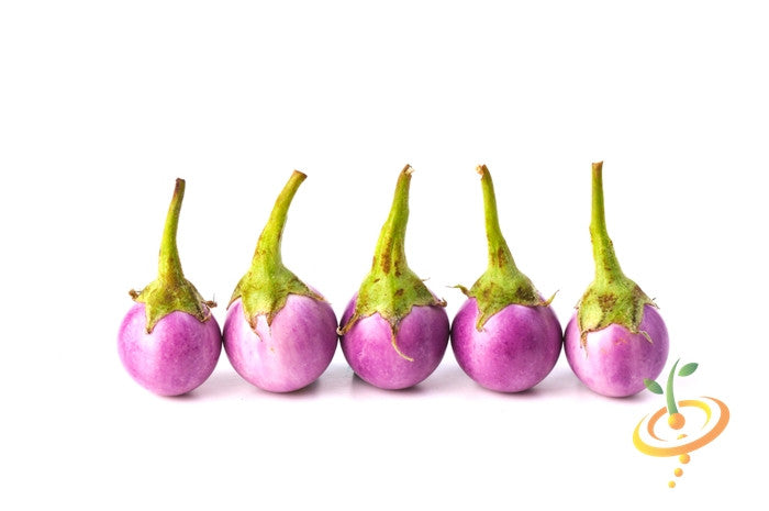 Round mauve heirloom eggplants with green stems, white background, Eggplant (Aubergine) seeds