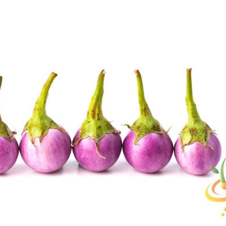 Row of round mauve eggplants with green stems on white background, showcasing eggplant (aubergine) seeds variety.