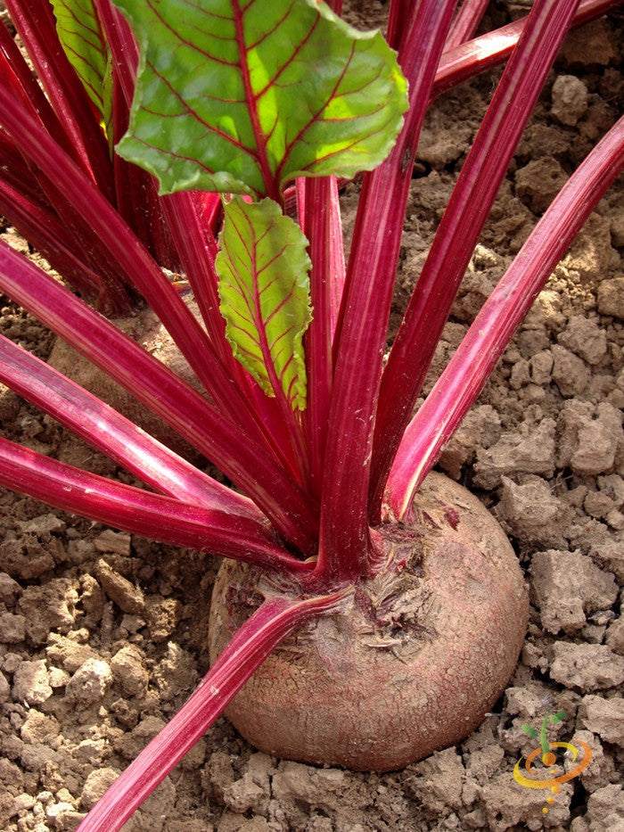 Boltardy Beet growing in soil with vibrant red stems and green leaves