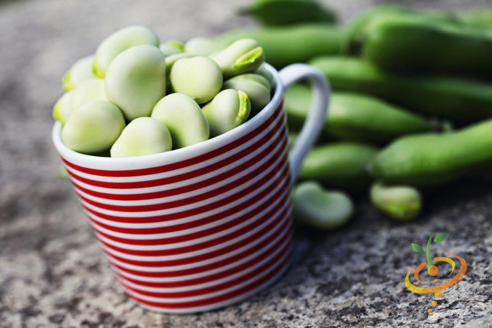Fava beans, Broad Windsor seeds, fresh green beans with pods, on a white background, SeedsNow product image