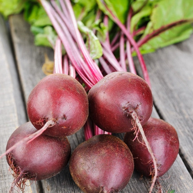 Buy fresh Early Wonder Beet seeds for sale online in the USA. Cold-hardy red beet, 50 days to maturity! Open-pollinated, USA-quality, Heirloom, organic seeds & more!