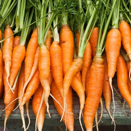 Fresh Carrot Autumn King variety with green tops and bright orange roots laid out on a wooden surface