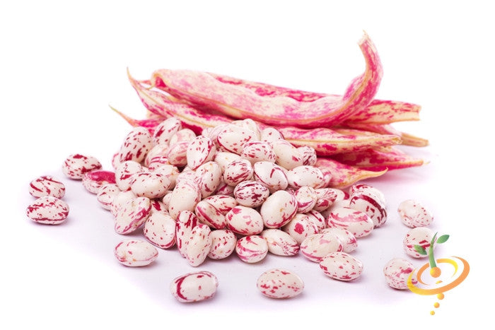 Bush Tongue of Fire bean seeds from SeedsNow, showing vibrant red and green bean pods on a plant.