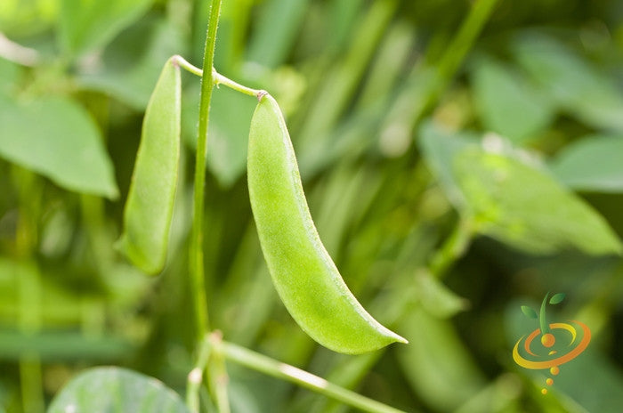 Lima bean plant with green beans growing on stem, seedsNow Thorogreen Lima/Bush bean variety in a garden setting