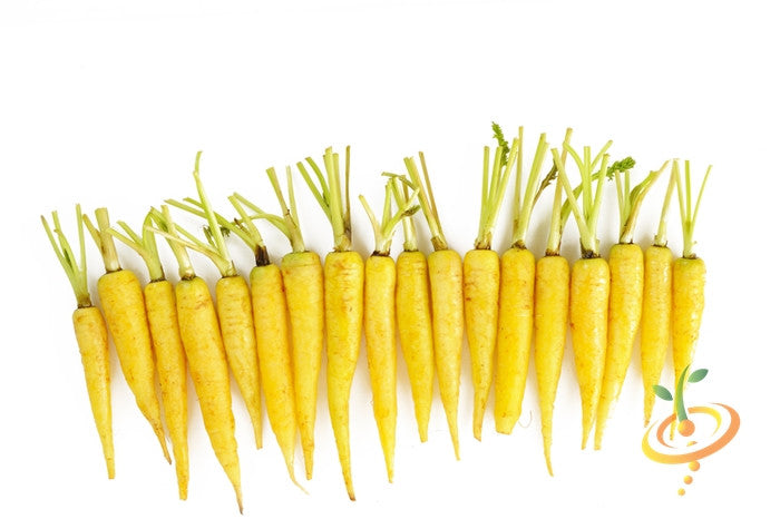 Yellow carrot seeds from SeedsNow, 8 inches long, ready for planting, showing vibrant orange color and fresh foliage.