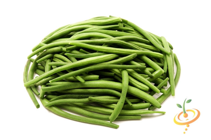 Healthy green bush bean plant with tender pods, grown from SeedsNow Provider bush bean seeds in a garden setting.