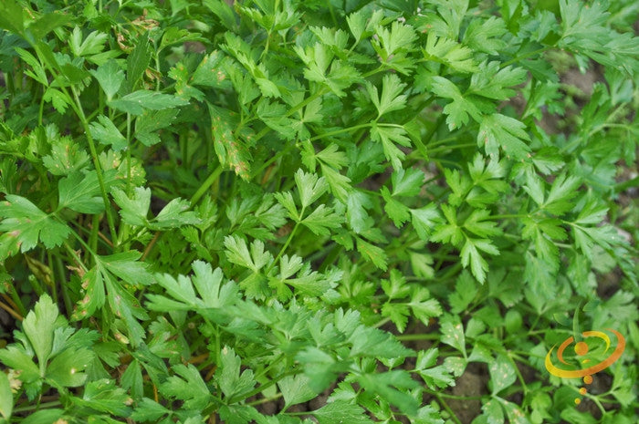 Dark green Italian giant parsley leaves close-up growing in garden soil