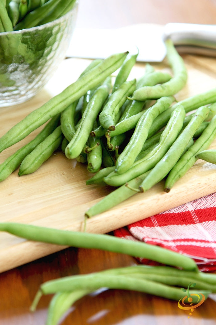 Bush bean plants with green pods, Contender seeds by SeedsNow, in a garden setting.