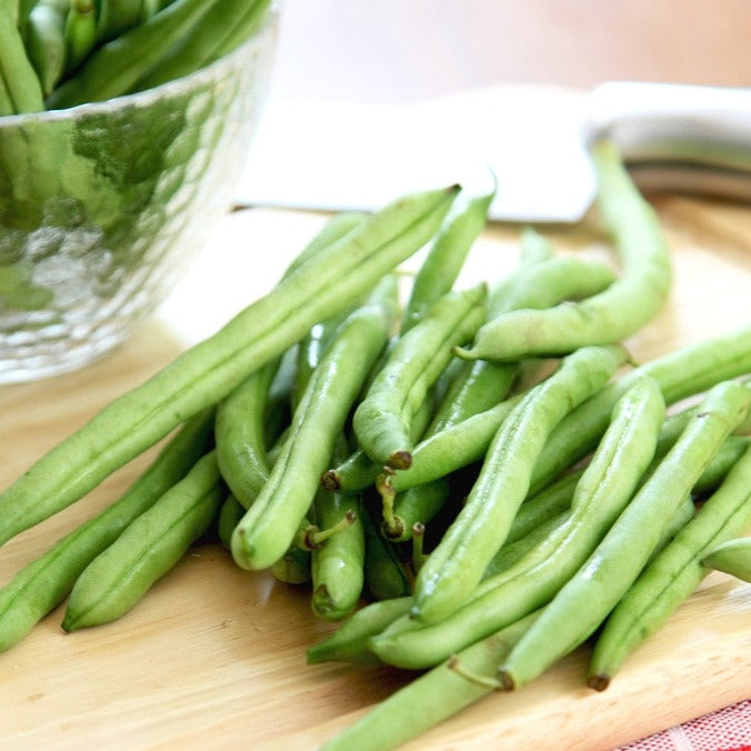 Contender Bush Bean (Phaseolus vulgaris) for sale online. Best Open-pollinated seeds in the USA | 100% NON-GMO. Shop 700+ varieties to plant in your organic garden!