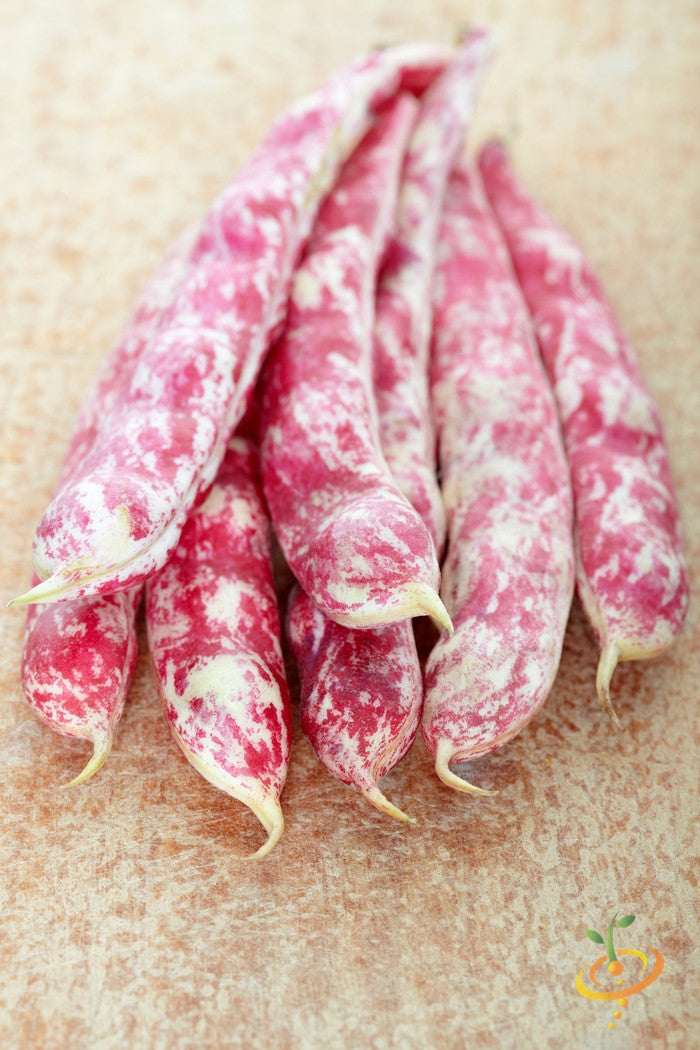 Bush Tongue of Fire bean seeds from SeedsNow, showing vibrant red and green bean pods on a bush plant.
