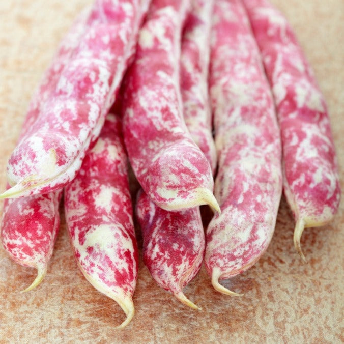 Tongue of Fire Bush Bean seeds for sale in the USA! Italian heirloom. Shop for USA-quality heirloom organic non-GMO seeds to plant in your organic vegetable garden!