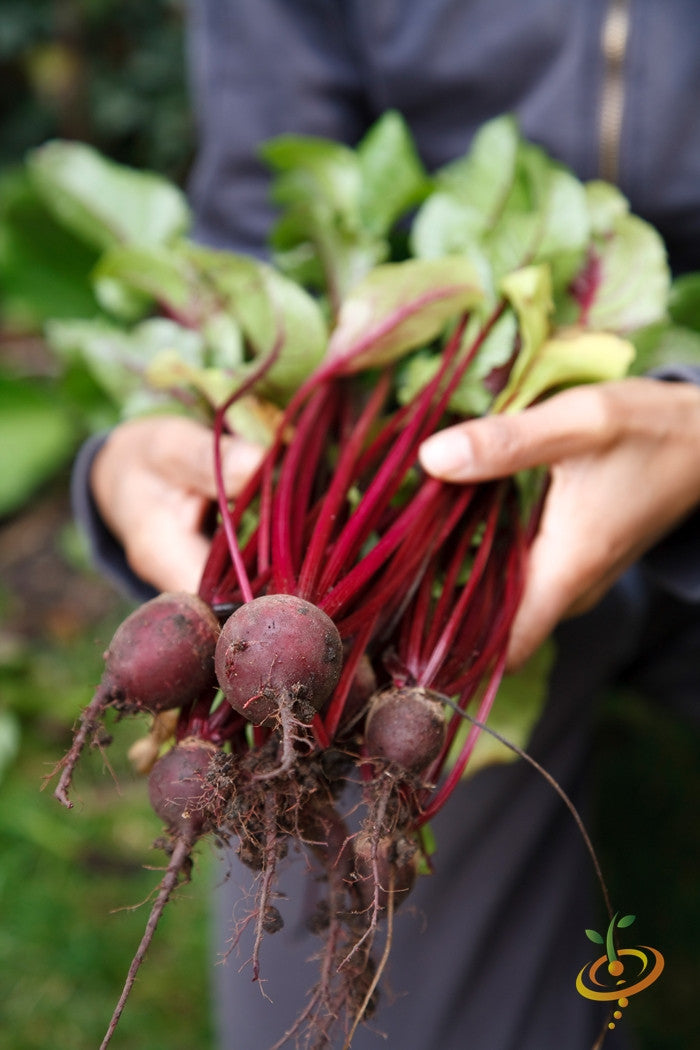 Dark red Detroit Beets seeds from SeedsNow, shown in packaging with fresh beet roots and leafy greens.