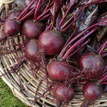Bulls Blood Beet seeds to buy online in the USA. Cold-hardy Dark red beet, 60 days to maturity! Open-pollinated, USA-quality, Heirloom, organic garden seeds & more!