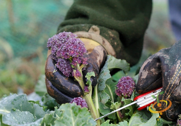 Early Purple broccoli seeds from SeedsNow, showing fresh green broccoli florets with purple-tinted stalks on a garden background.