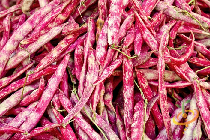 Bush Borlotti bean seeds from SeedsNow, showing fresh seed pods and beans ready for planting.