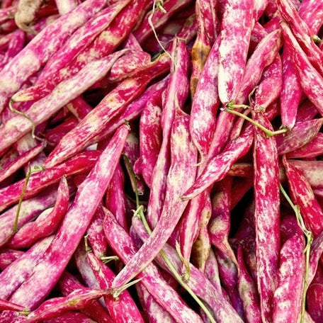 Buy Borlotti Bush Bean (Phaseolus vulgaris) seeds! Old Italian heirloom. USA-quality heirloom OP organic non-GMO seeds and more for your organic vegetable garden!
