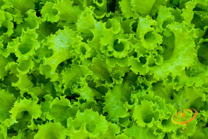 Close-up of fresh green Salad Bowl lettuce leaves with ruffled edges