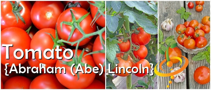 Healthy indeterminate Abraham Lincoln tomato plant with ripe red tomatoes on the vine, grown from SeedsNow seeds.