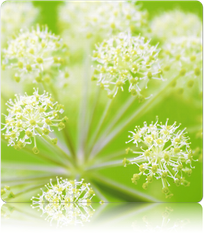 Angelica herb seeds from SeedsNow, showing fresh Angelica (Wild Celery / Holy Ghost) plant leaves and seeds on a plain background.