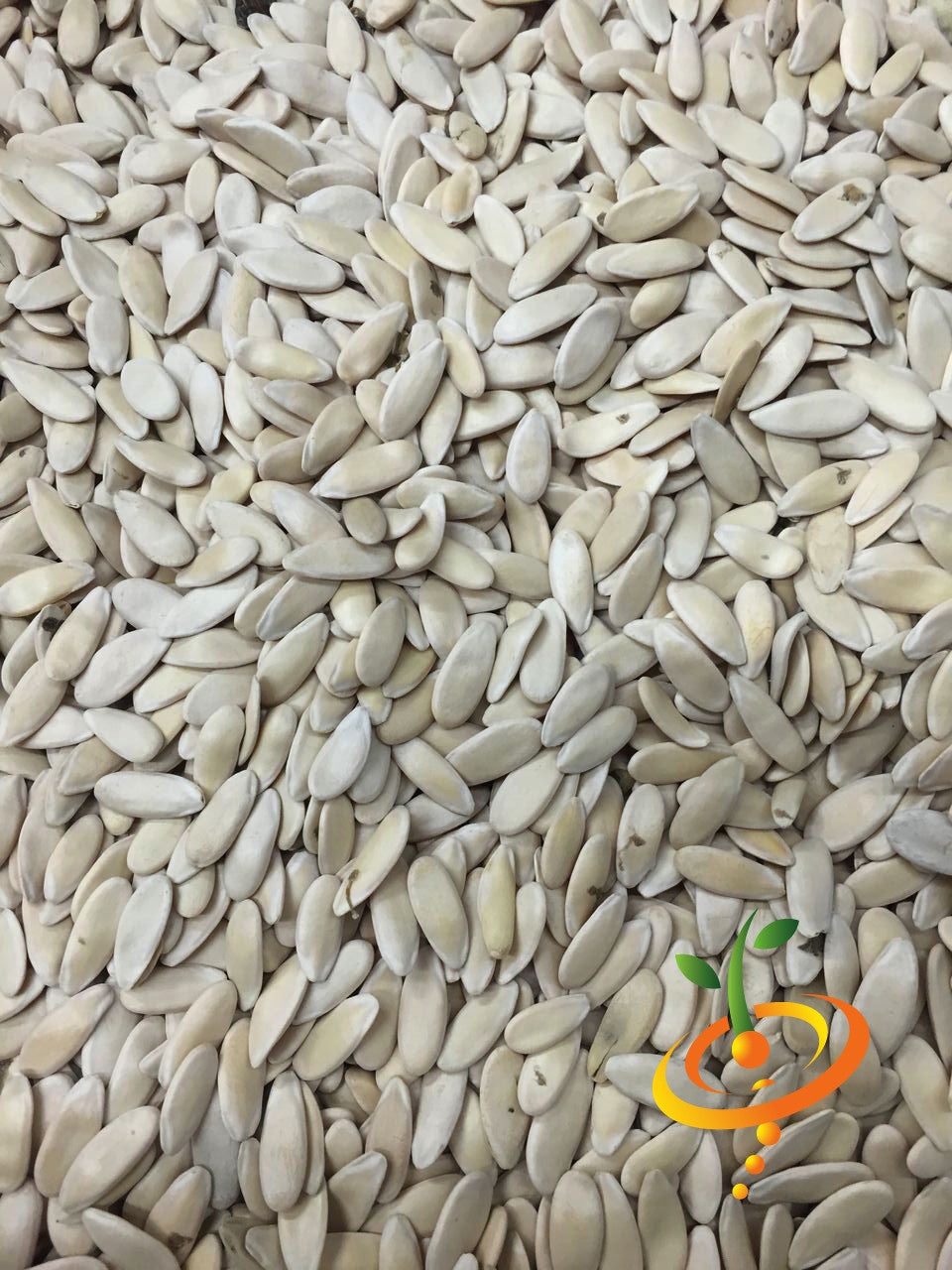 Armenian long green cucumber seeds from SeedsNow, featuring elongated, vibrant green cucumber with smooth skin and tapered ends.