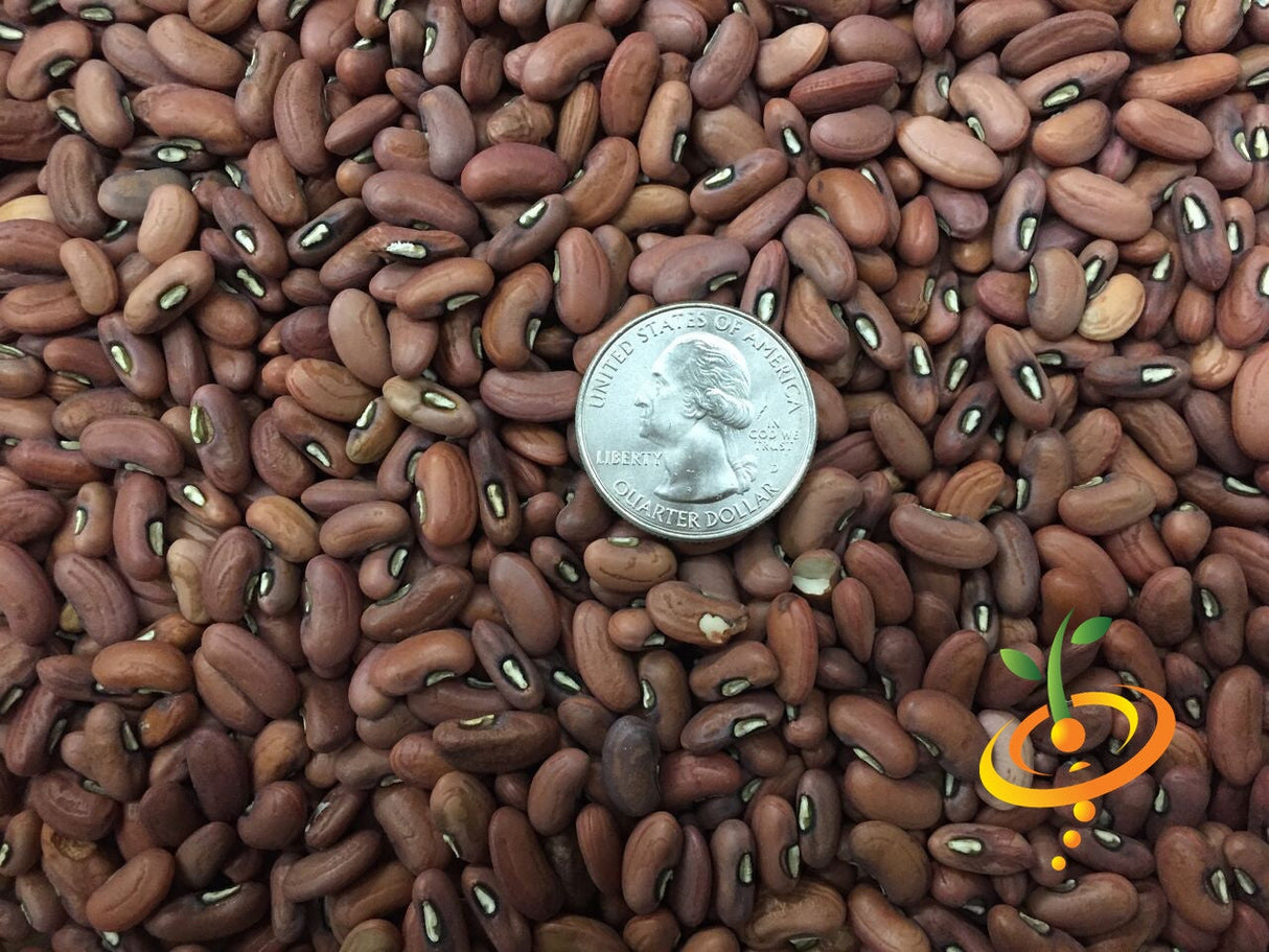 Fresh yard-long asparagus bean seeds by SeedsNow, showing vibrant green pole bean seeds on a white background.