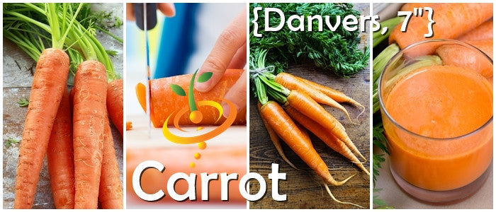 Danvers carrot seeds from SeedsNow, 7-inch long seed packet showing vibrant orange carrot images for planting and gardening.