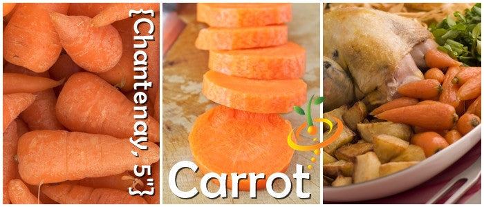 Chantenay carrots fresh whole, sliced carrot rounds, cooked dish with carrots and chicken