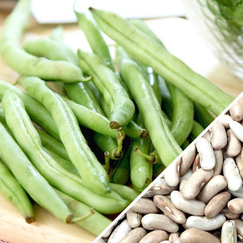 Bush bean plant with lush green leaves and developing pods, grown from SeedsNow Contender bush bean seeds.