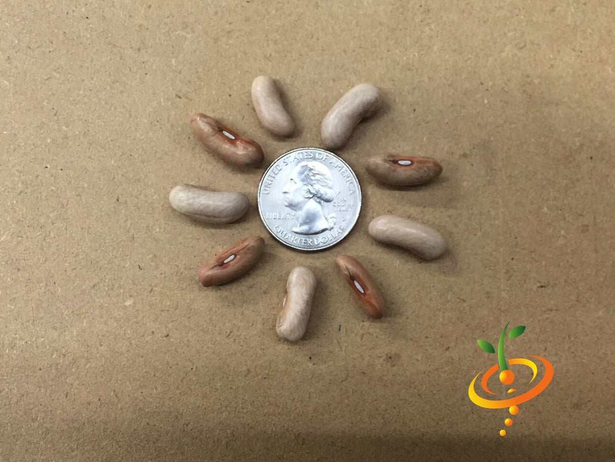 Bush bean Contender seeds from SeedsNow, showing fresh green beans and seed packets on a white background.