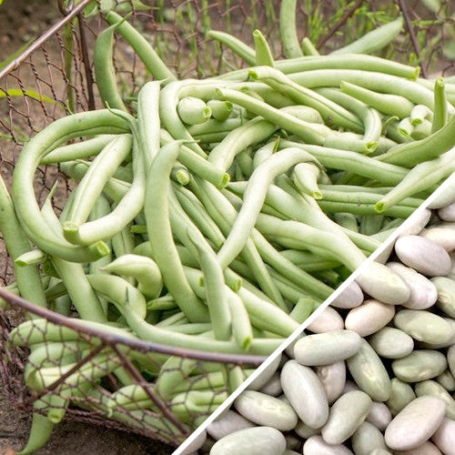 Shop Jade Bush Beans seeds online in the USA! Easy-to-grow, sweet stringless green beans. Heat tolerant, easy to grow. Buy seeds to plant in your organic garden!