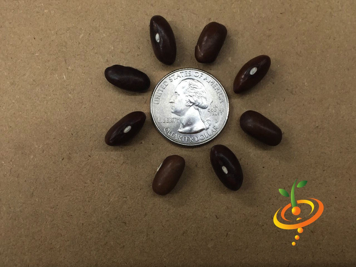 Fresh green Landreth Seeds bush bean plant with healthy pods, grown from SeedsNow for home gardening and vegetable harvesting.