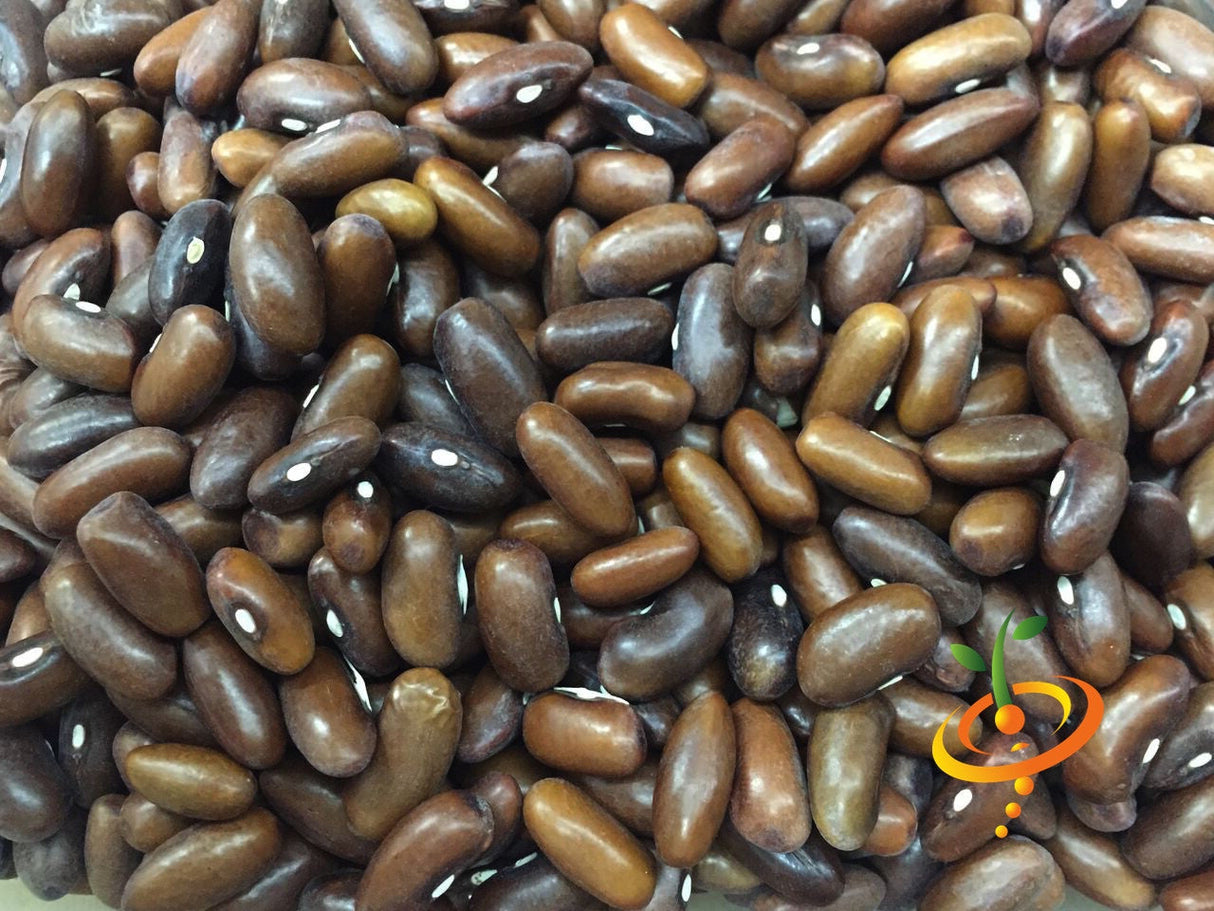 Fresh green Landreth Seeds bush bean plant with healthy leaves and developing pods, ready for planting in a garden.