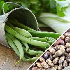 Bush bean plant from SeedsNow Top Crop seeds showing healthy green pods and foliage, ideal for home vegetable gardens.