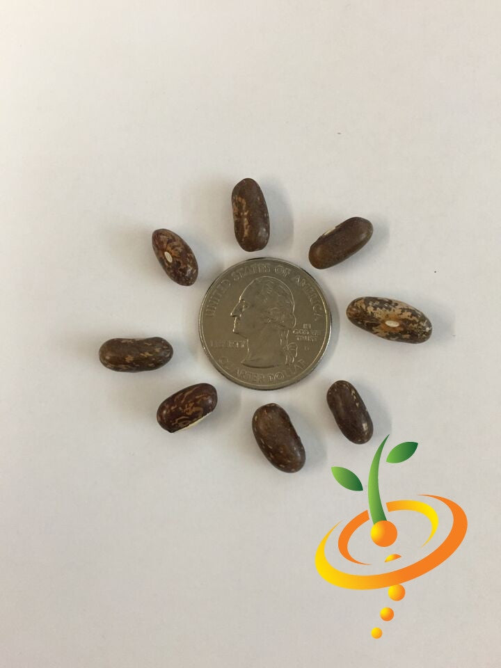 Healthy green bush bean plant grown from Top Crop seeds by SeedsNow, showing lush foliage and developing beans outdoors.