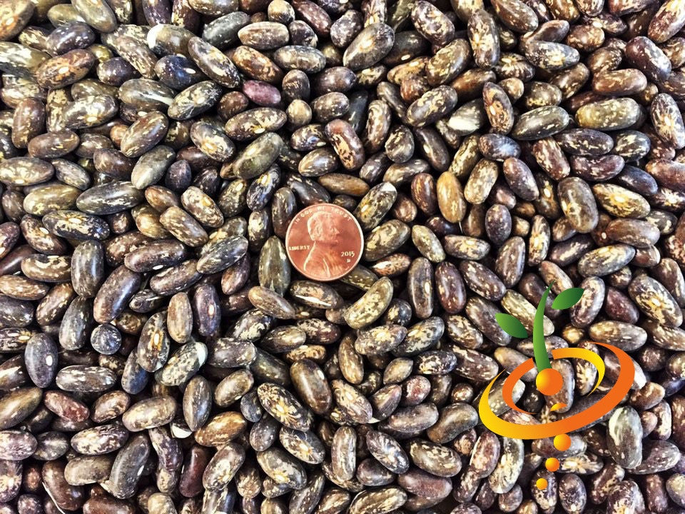 Bush bean plant grown from Top Crop seeds by SeedsNow, showcasing healthy green bean pods on the plant.