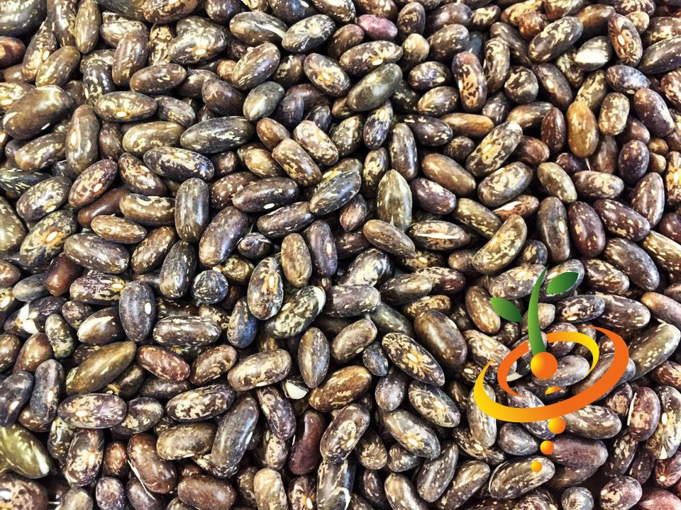 Close-up of green bush bean seeds labeled Top Crop from SeedsNow, showing fresh seed pods and plant details.